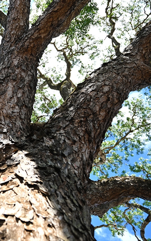 100-year old mahogany tree